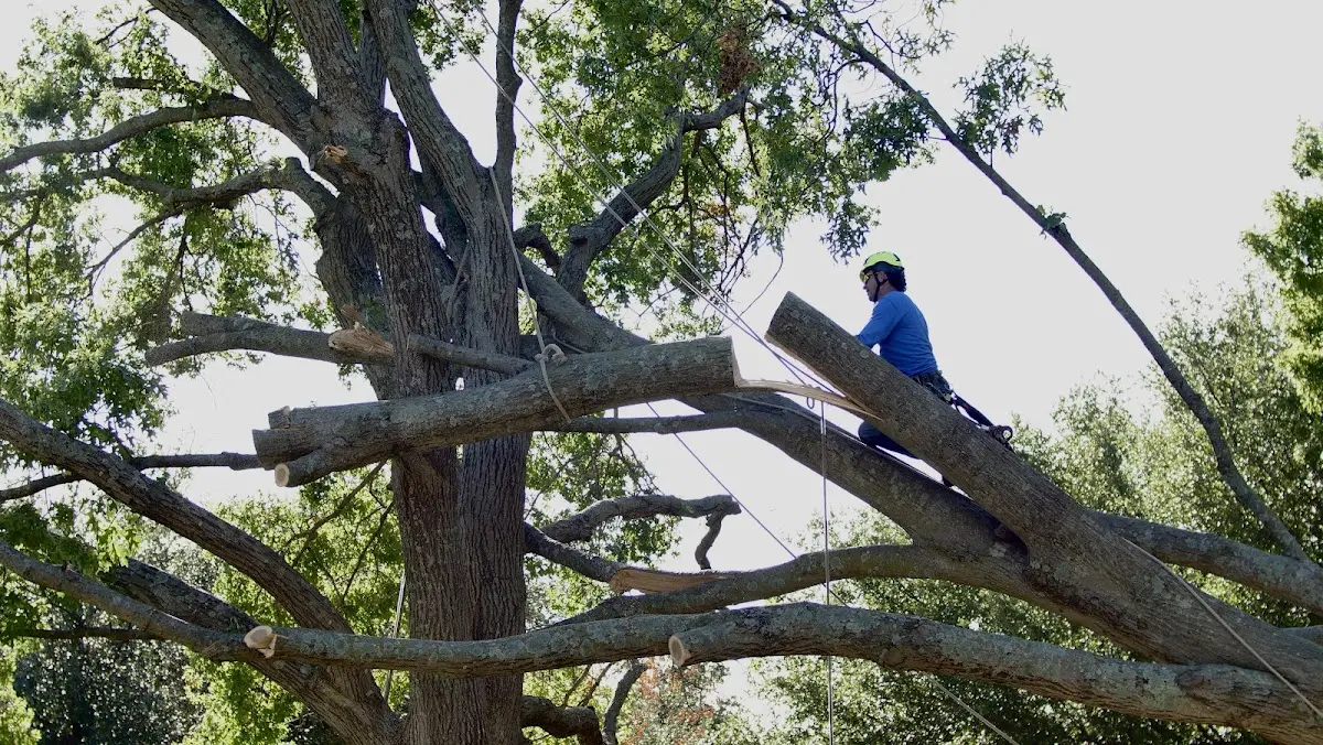 Professional Crown Thinning performed by certified arborists in Palestine