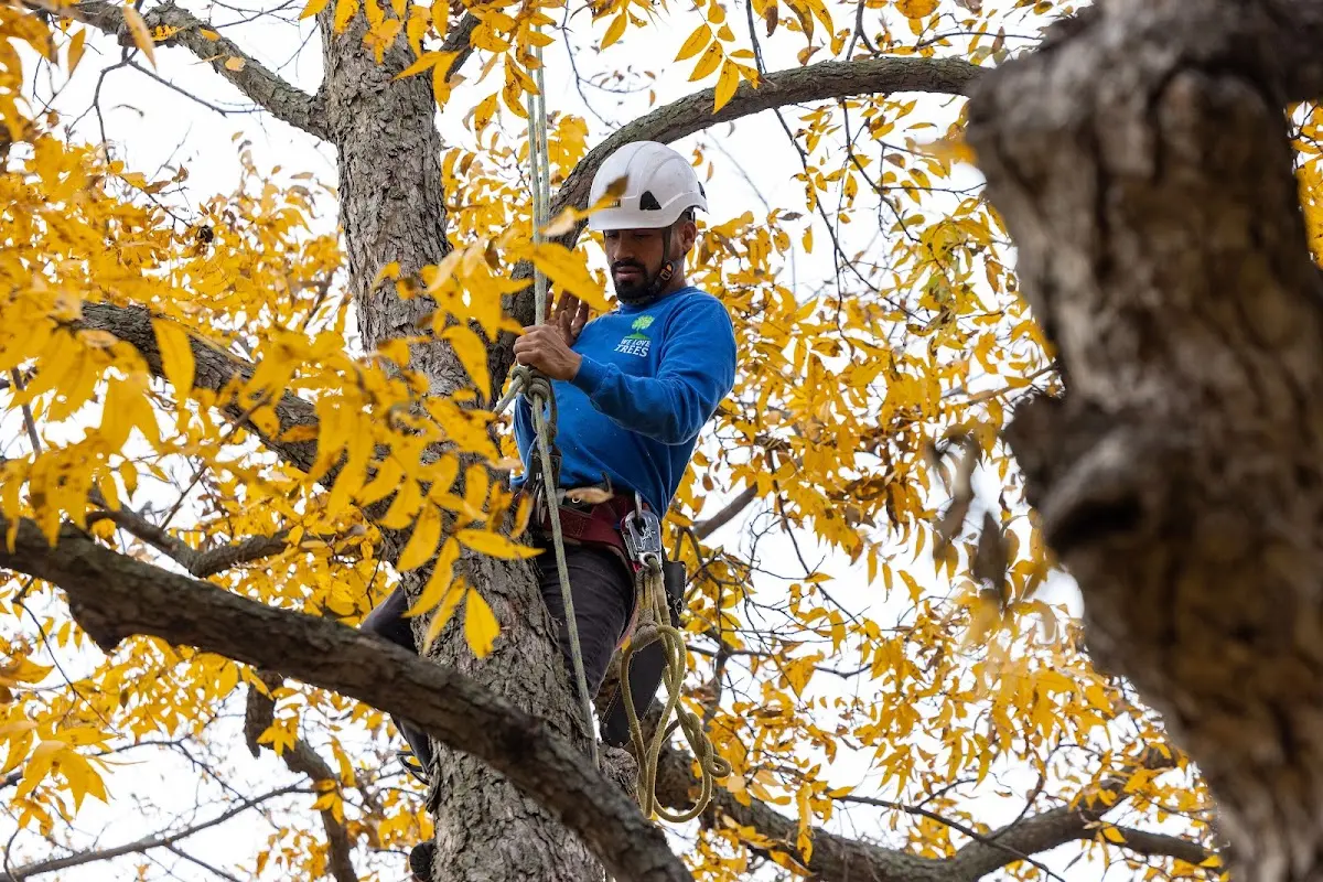 Skilled Tree Trimming crew working in Palestine